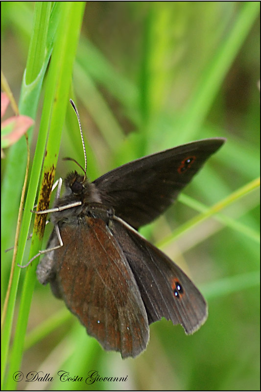 Erebia da identificare -  Prealpi Vicentine